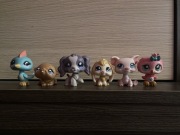LPS Littlest pet shop pop spaniel zestaw