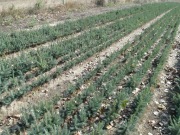 Świerk srebrny sadzonki 15-25 cm/ pospolity jodła