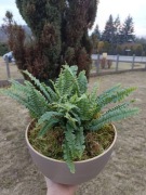 Paproć w dekoracyjnej donicy - naturalna kompozycja z mchem