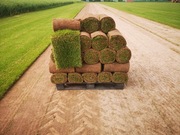 Trawa w rolce , trawniki rolowane , trawa z rolki