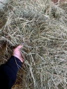 Siano naturalnie dla królików z własnego gospodarstwa 2KG