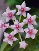 Hoya bella -  sadzonka ukorzeniona