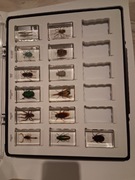 Prawdziwe Owady - pajęczaki I inne robaki 