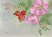 Dzika róża, akwarela K. Gargas-Gąsiewska 2010