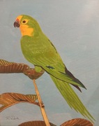 Obraz - Konura Brazylijska