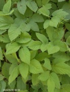 Podagrycznik pospolity 