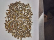 Tranzystory UFO na odzysk