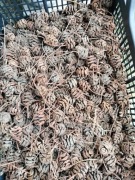 Szyszki metasekwoja 500 g 