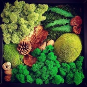 Obraz mech chrobotek 28x28