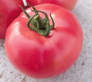 Pomidor Esmira F1 - Nasiona Holenderskie