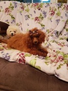 Pudel toy  red samiec rodowód ZKwP/FCI po szczepieniach