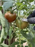 Pomidor Viagra nasiona kolekcjonerskie