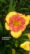Liliowiec Ledgewood`s Firecracker