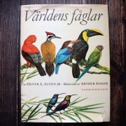 Stara książka o ptakach, atlas ptaków, ilustracje