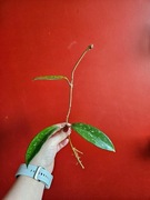 Hoya pubicalyx splash ukorzeniona 