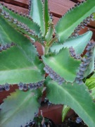 Żyworódka zdrowa lecznicza sadzonka młoda + GRATIS!