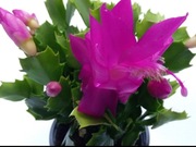 KAKTUS SCHLUMBERGERA GRUDNIK ODNÓŻKA