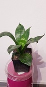 Sansewieria Sansevieria Gwinejska Green Hahnii 