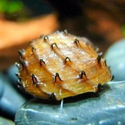 Ślimak akwariowy durian