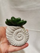 Świeczka dekoracyjna kaktus sukulent zielony w ozdobnej doniczce muszla