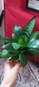 Sadzonka sansewieria miniaturka 