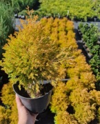 Żywotnik zachodni Thuja occidentalis 'Cloth of Gold' tuja 