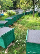 Ule Dadant z pszczołami