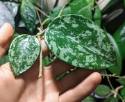 Hoya Epc 997 - sadzonka w trakcie ukorzeniania