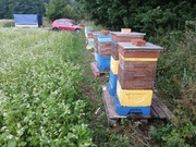 Naturalny Miód Gryczany z własnej pasieki