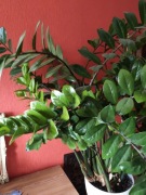 Zamia, zamiokulkas - kwitnąca 30 liści! - można negocjować