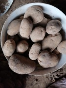 Worek ziemniaków 15kilo cena 15 zł prosto od rolnika wysyłka inpost 