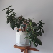 Drzewko szczęścia czyli Grubosz Jajowaty lub Crassula ovata