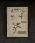 Herbarium zielnik vintage ramka tanacetum vulgare wrotycz pospolity