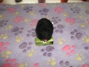 Mysz nakręcana idealna zabawka dla psa lub kota.