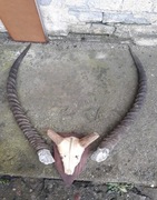   ROGI ANTYLOPY IMPALA -3!