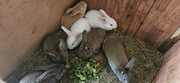 Króliki  2,5 miesięczne 