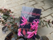 Loropetalum Fire Dance wyjątkowe kwiaty