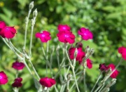 Firletka kwiecista sadzonka