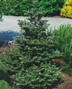 Piękna Jodła koreańska rosnąca w doniczce fioletowe szyszki z EKO plantacji