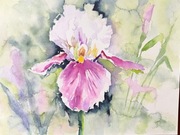 Akwarela 30x40 - "Irysowa zwiewność"