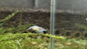 Krewetki Blue Pearl Neocaridina stadko 20szt.
