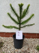 Araukaria chilijska, tzw. Małpie Drzewo, 50 cm