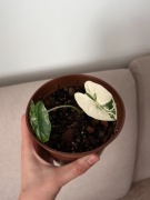 Alocasia Frydek Variegata