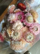 Bukiet kwiatów kocanki 