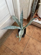 Agave, agawa,,americana” duża roślinka z młodym wyprzedaż