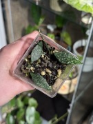 hoya PARVIFLORA SPLASH | 1 sadzonka ukorzeniona