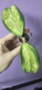 Hoya kerri variegata spot center