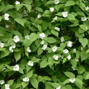 Różowiec biały (rhodotypos scandens) DUŻA sadzonka! elegancki krzew ozdobny