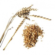 orkisz jary do siewu 30 kg 