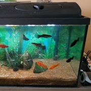 DWA AKWARIA 112 litrów i 30 litrów 